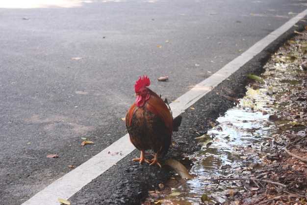 Process of Quitting Losartan Cold Turkey