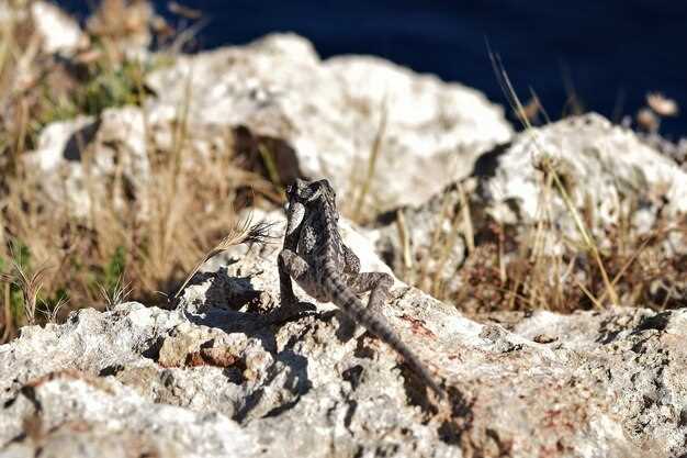 Benefits of Escitalopram Actavis