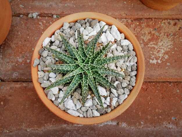 Consultation with Doctor