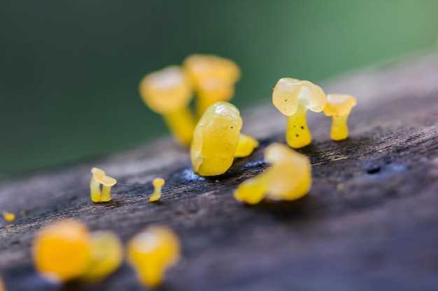 Side Effects and Risks