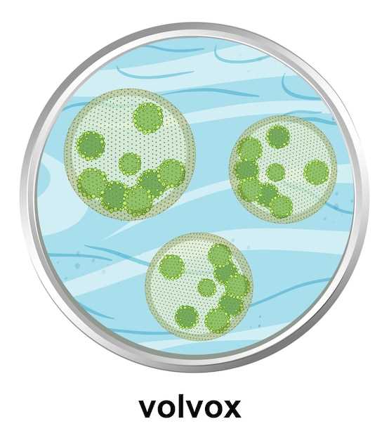 Consulting a Healthcare Provider