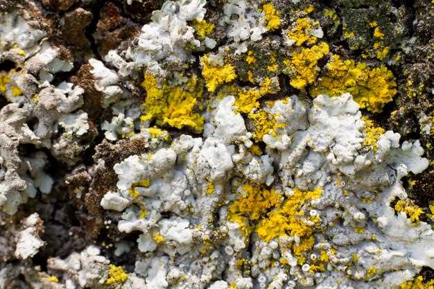 1. Follow Proper Dosage Instructions