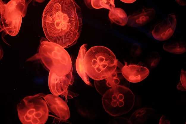 Losartan and thrombocytopenia